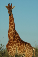 : Giraffa camelopardus giraffa; Southern Giraffe
