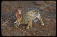 : Lepus capensis; Cape Hare