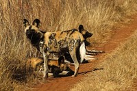 : Lycaon pictus; African Wild Dog
