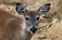 : Odocoileus virginianus; White-tailed Deer