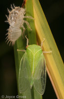 : Ceresa sp.