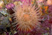 : Stomphia coccinea; Swimming Anemone