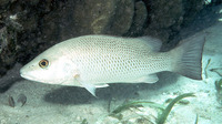 Lutjanus griseus, Grey snapper: fisheries, gamefish, aquarium