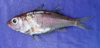 Acropoma japonicum, Glowbelly: fisheries
