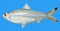 Lile stolifera, Pacific piquitinga: fisheries