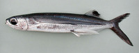 Cheilopogon cyanopterus, Margined flyingfish: fisheries
