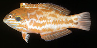 Macropharyngodon choati, Choat's wrasse: aquarium