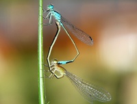 Ischnura elegans - Blue-tailed Damselfly