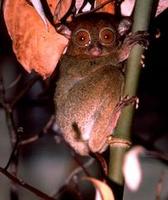 Image of: Tarsius bancanus (western tarsier)