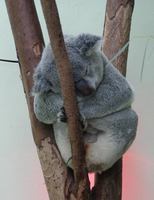 Phascolarctos cinereus - Koala