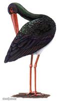 Image of: Ciconia nigra (black stork)