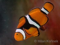 Amphiprion percula - Blackfinned Clownfish