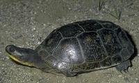 Image of: Emydoidea blandingii (Blanding's turtle)