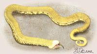 Image of: Heterodon platirhinos (eastern hog-nosed snake), Heterodon (hog-nosed snakes)