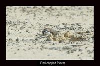 Red capped Plover