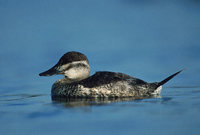 Ruddy Duck (Oxyura jamaicensis) photo