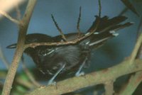 Rio Branco Antbird - Cercomacra carbonaria
