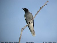 Black-faced Cuckoo-shrike - Coracina novaehollandiae