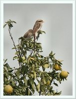 Yellow-billed Shrike - Corvinella corvina