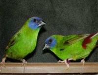 * Blue Faced Parrot Finch