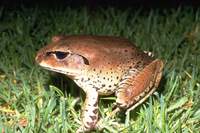 : Mixophyes fasciolatus; Great Barred-Frog