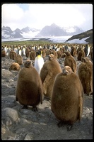: Aptenodytes patagonicus; King Penguin