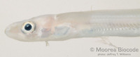 : Ariosoma scheelei