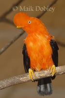 : Rupicola peruviana; Andean Cock-of-the-rock