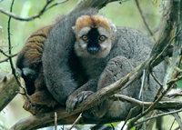 : Eulemur fulvus rufus; Red-fronted Brown Lemur