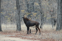 : Hippotragus niger niger; Sable Antelope