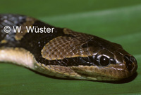 : Homalopsis buccata; Puff-faced Water Snake
