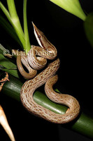 : Rhynchophis boulengeri; Vietnamese Longnose Snake