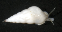 : Peasistilifer nitidula