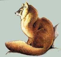 ***Красный волк - Cuon alpinus Pallas, 1811 - Dhole, Red Dog.