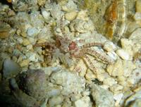 Lybia edmondsoni - Hawaiian Pom-pom Crab