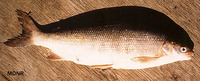 Coregonus clupeaformis, Lake whitefish: fisheries, gamefish, aquarium