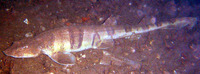 Halaelurus natalensis, Tiger catshark: fisheries, gamefish