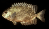 Siganus randalli, Variegated spinefoot: fisheries, aquaculture