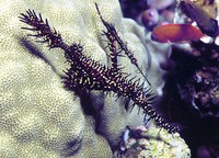 Solenostomus paradoxus, Harlequin ghost pipefish: aquarium