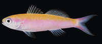 Luzonichthys whitleyi, Whitley's splitfin: