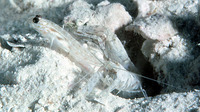 Ctenogobiops crocineus, Silverspot shrimpgoby: