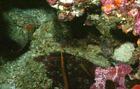 Doryrhamphus multiannulatus, Many-banded pipefish: