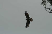 Circus assimilis - Spotted Harrier
