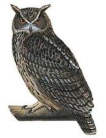 Image of: Bubo bubo (Eurasian eagle-owl)