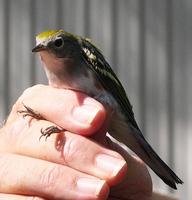 Image of: Dendroica pensylvanica (chestnut-sided warbler)