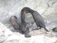 Image of: Phalacrocorax auritus (double-crested cormorant)