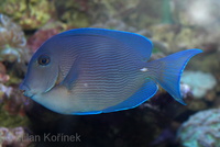 Acanthurus coeruleus - Blue Tang Surgeonfish