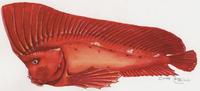 Image of: Pataecus fronto (forehead fish)