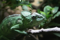 Furcifer oustaleti - Oustalet's chameleon