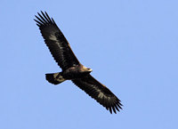 Golden Eagle (Aquila chrysaetos) photo